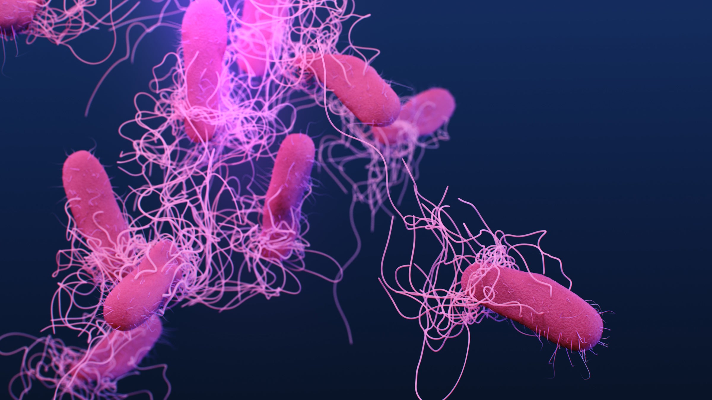 An illustration of pink, rod-shaped bacteria connected by filaments