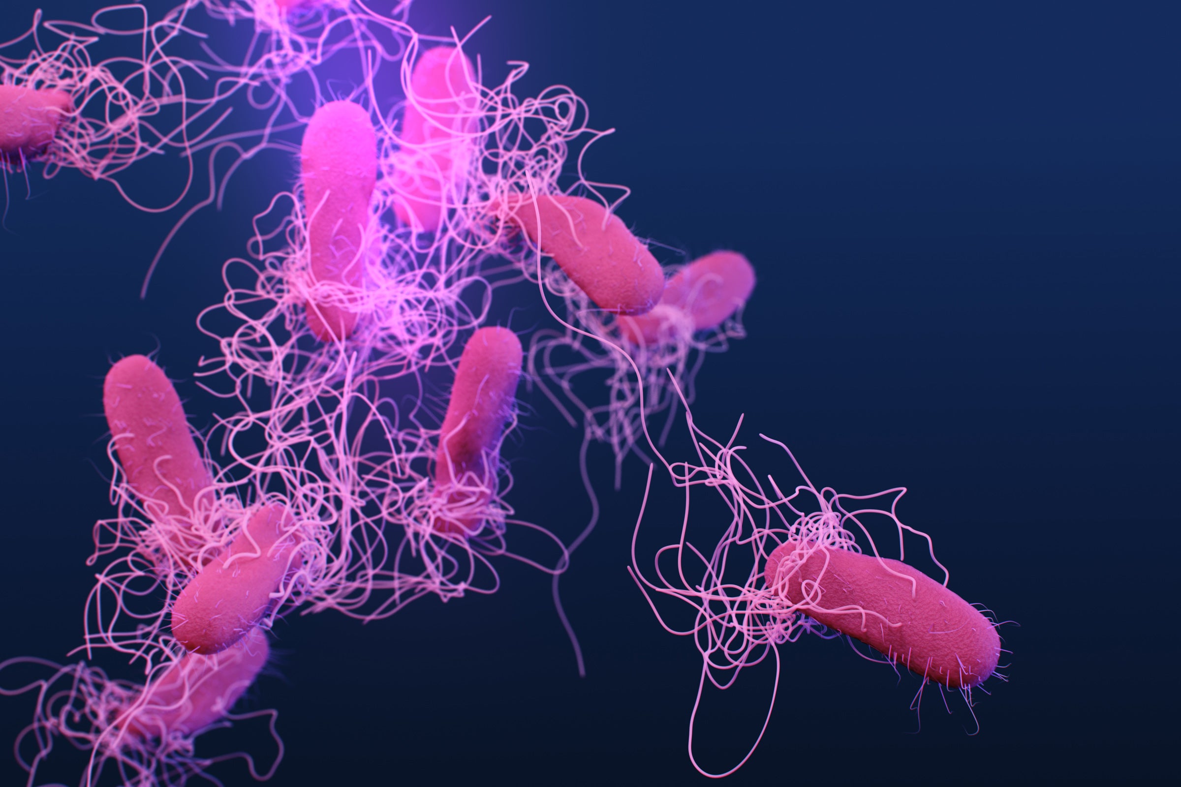 An illustration of pink, rod-shaped bacteria connected by filaments