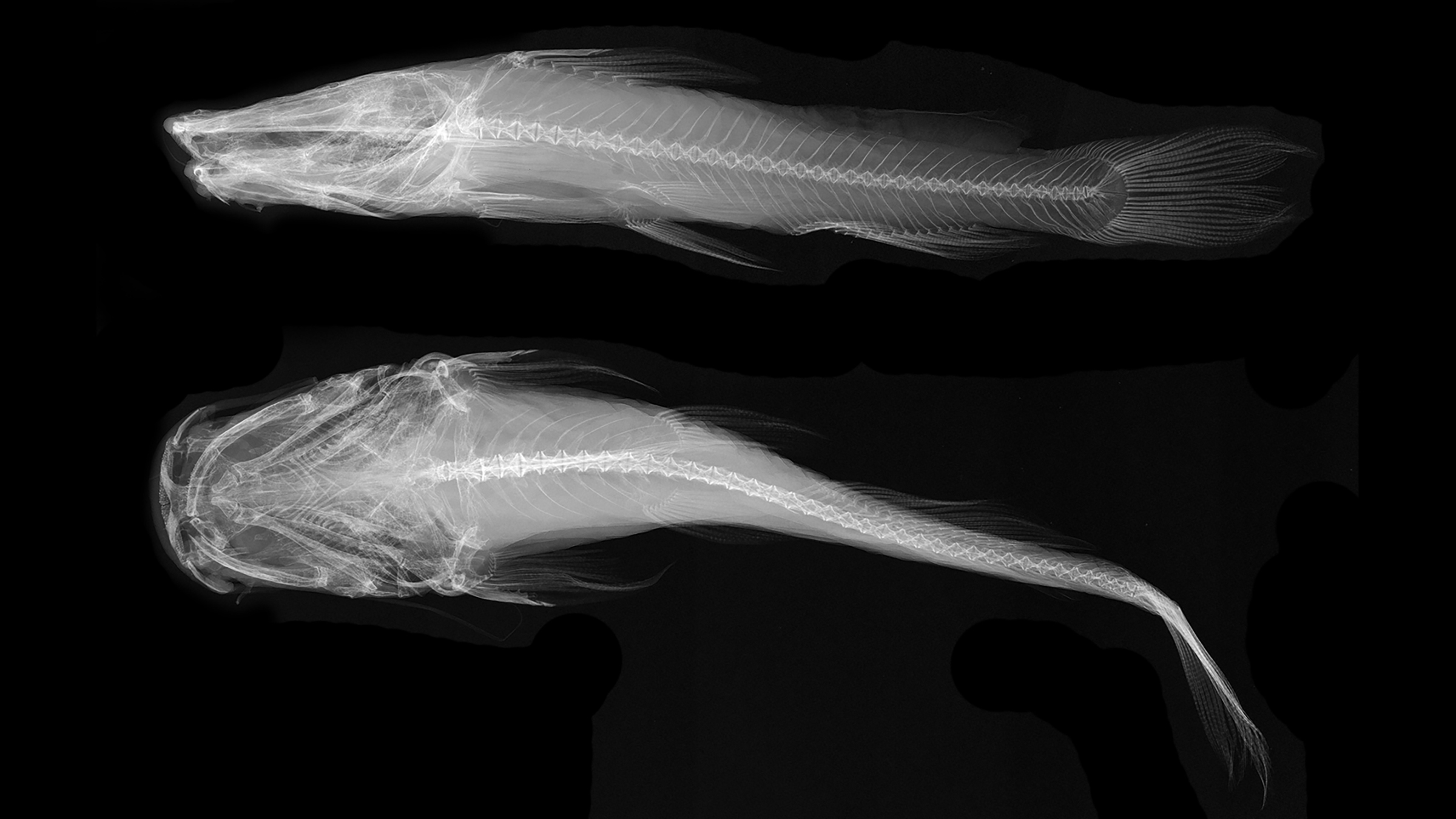 X-ray image of a fish from above and from the side