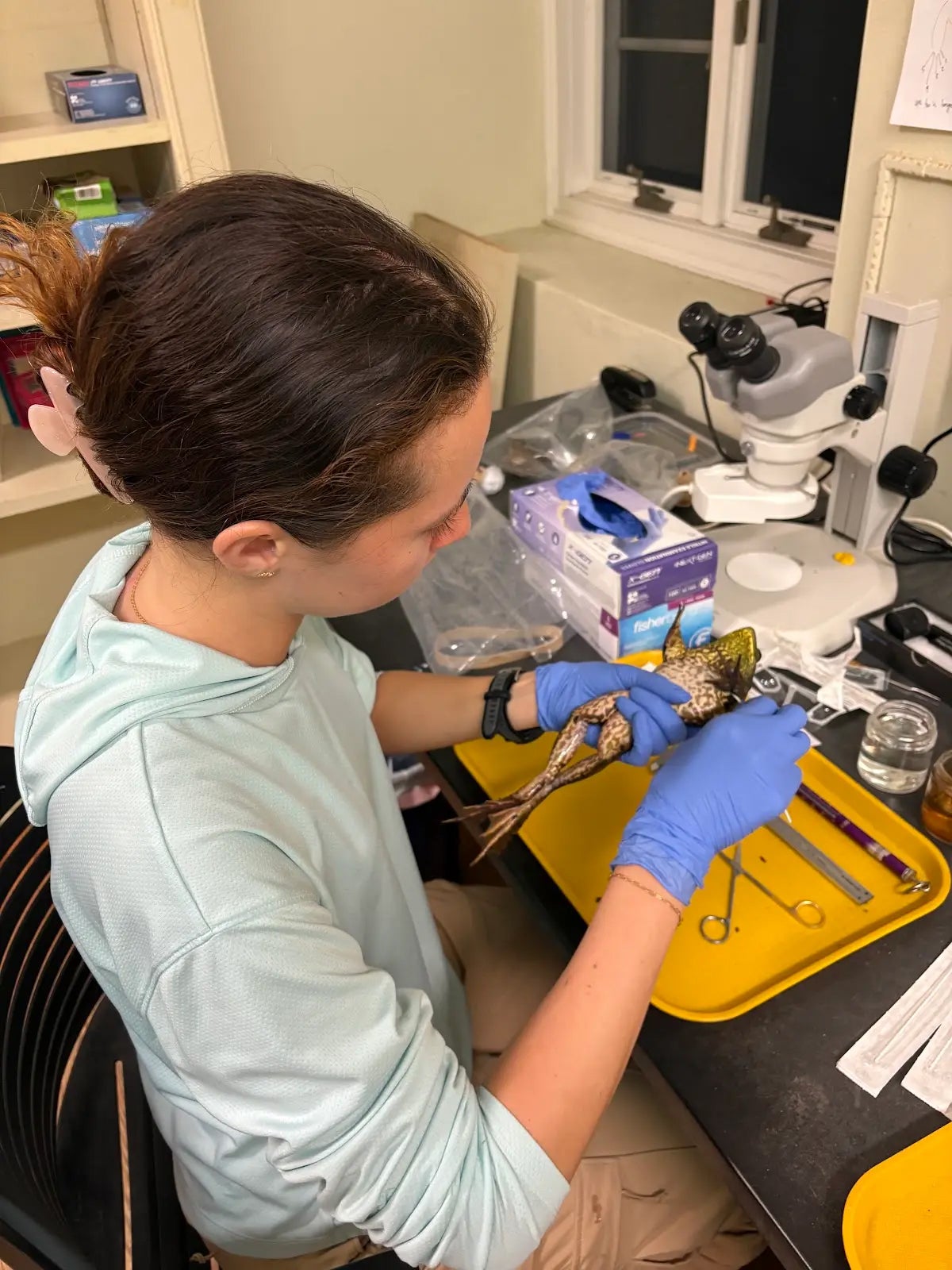 A woman dissects a frog at a laboratory bench