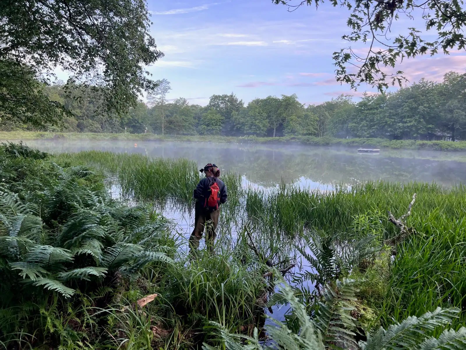 A scientist wades into water thick with vegetation at the edge of a lake
