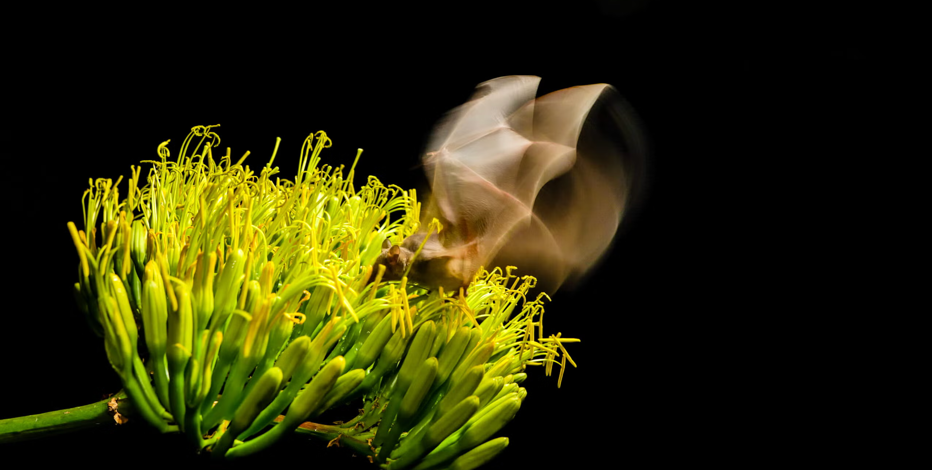 Bat eating from flower