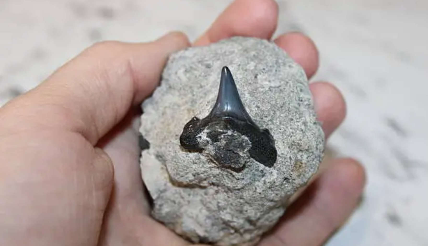 Shark tooth fossil