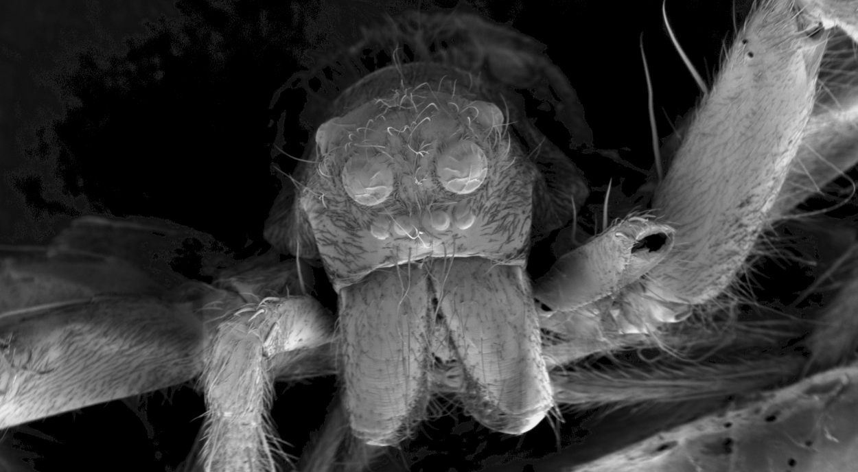 Arctic wolf spider