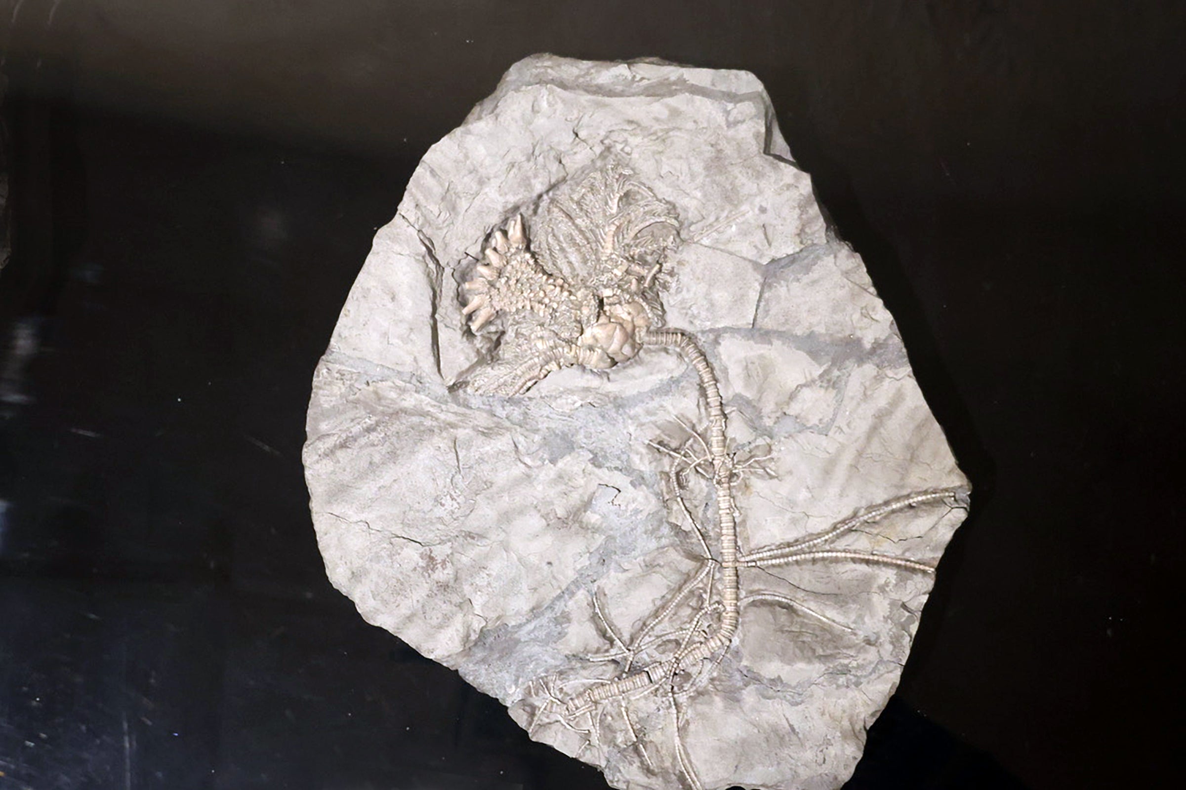 Fossil of a sea lily