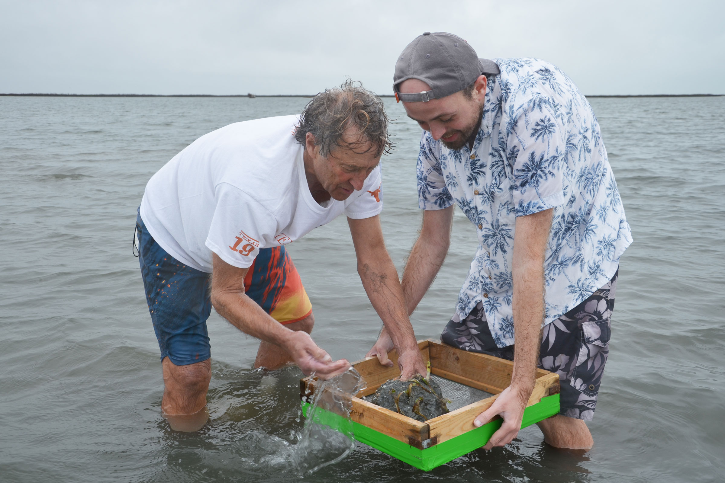 Two scientists stand in shin-deep coastal waters peering into a box at a sample