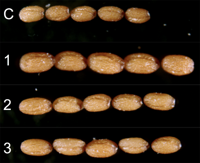 Four rows of brown seeds demonstrating difference in seed sizes
