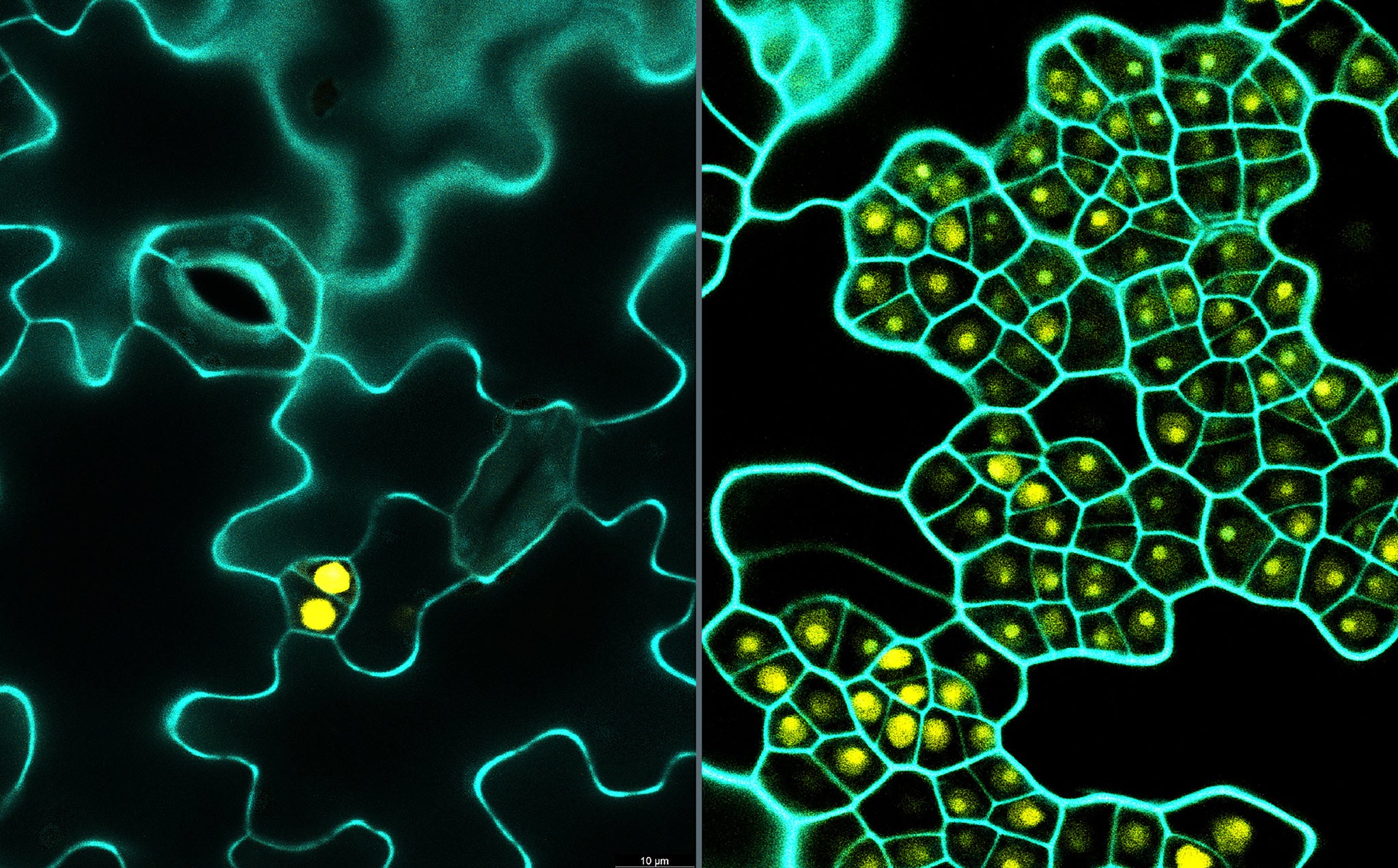 Stomata comparison