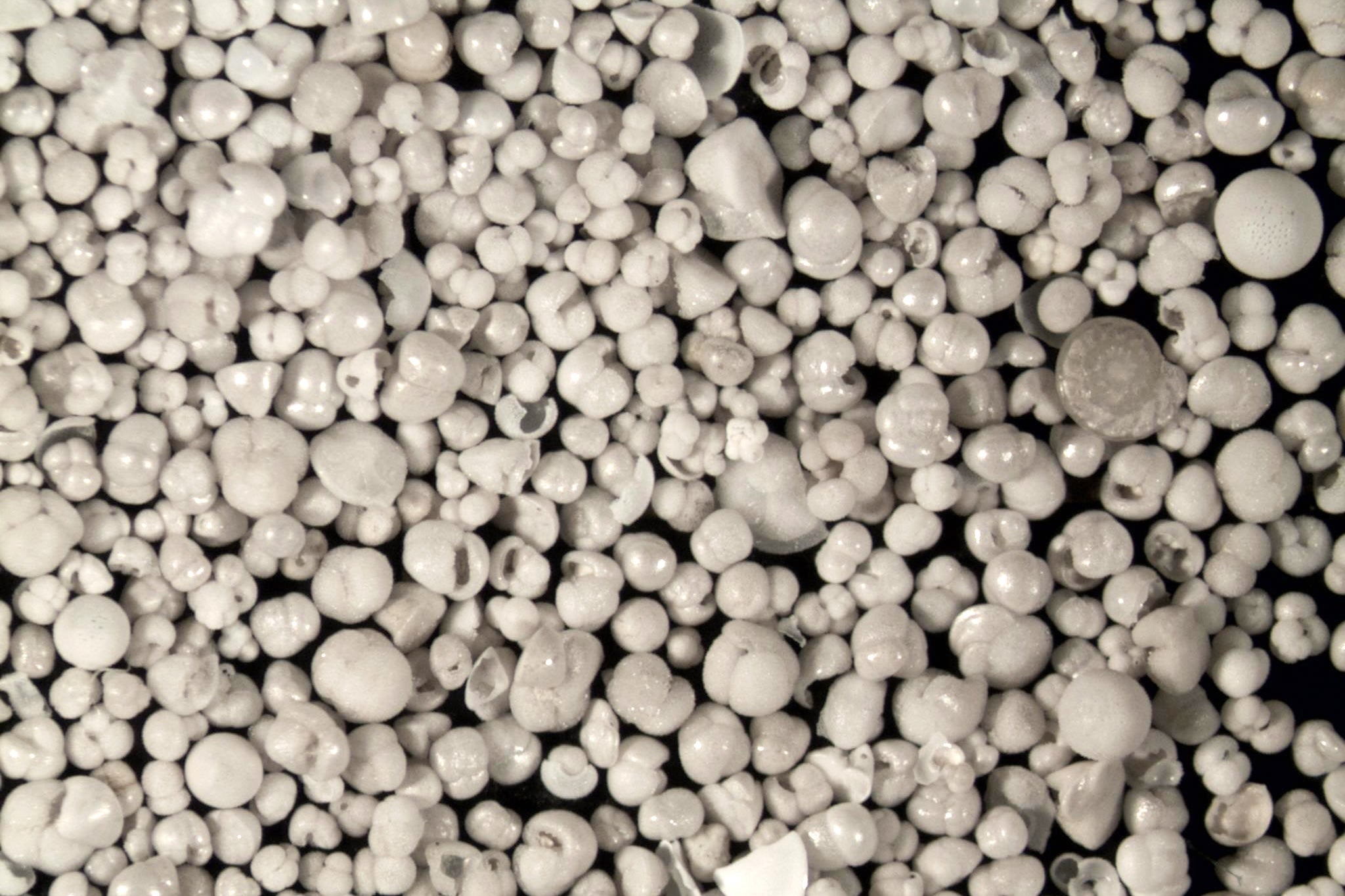 A close-up of hundreds of tiny shells made possible by a light microscope study of calcareous foraminifera from from the South Atlantic Ocean. 