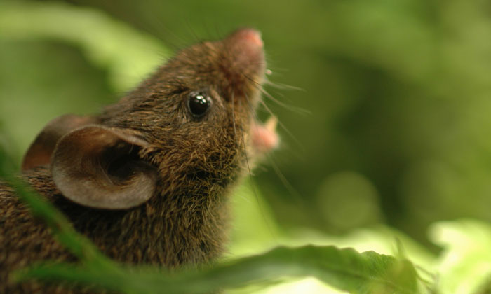 Alston's singing mouse. Photo by Bret Pasch.