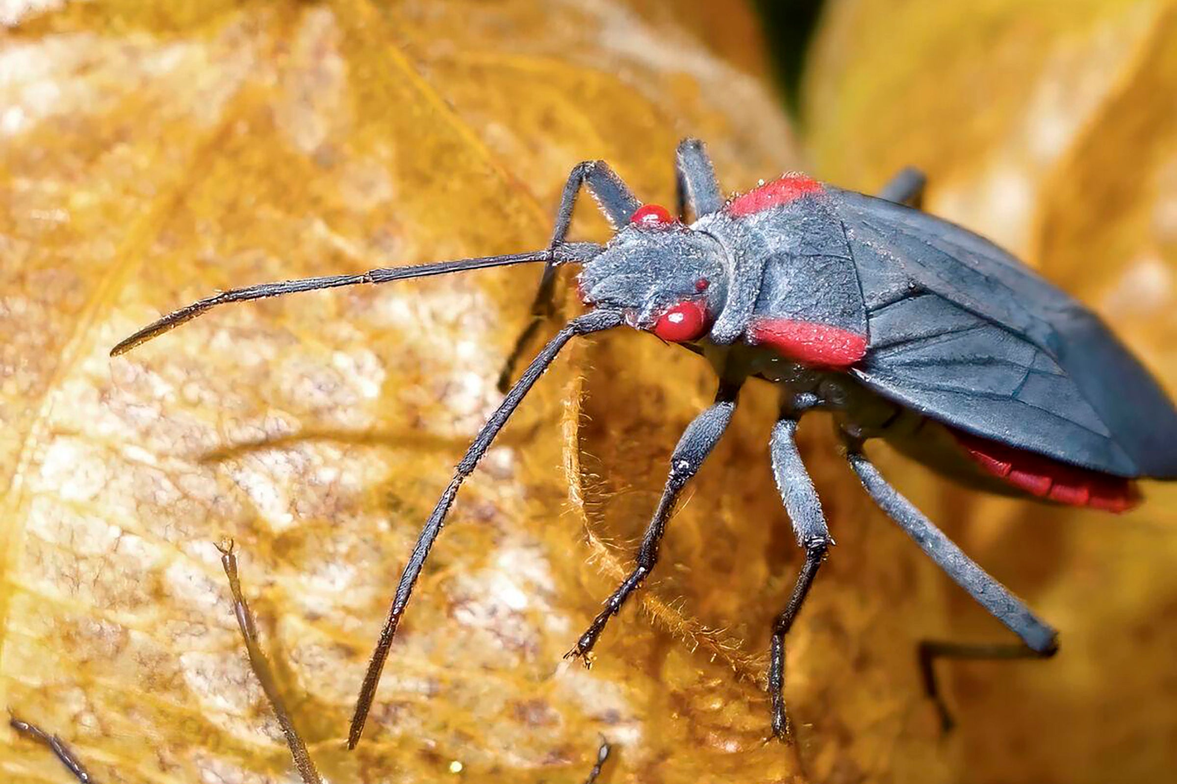 Soapberry Bug (Photo by Scott Carroll)