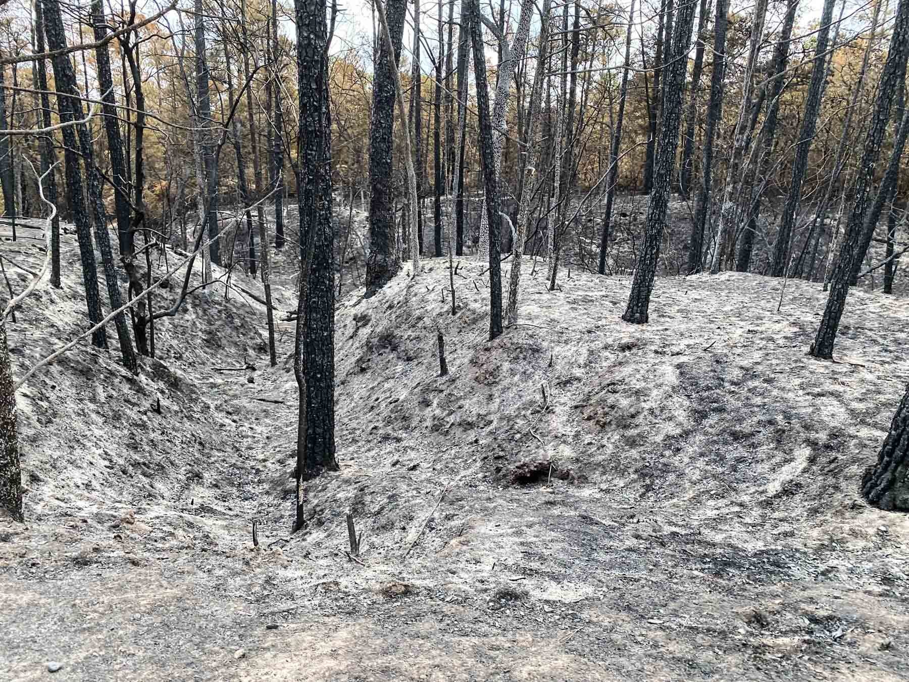 Ash covers the ground in a forest area near a creek