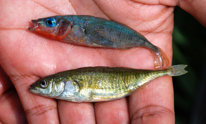 Two stickleback fish, the type used in the study, are held in the hand of a researcher collecting them from the wild.
