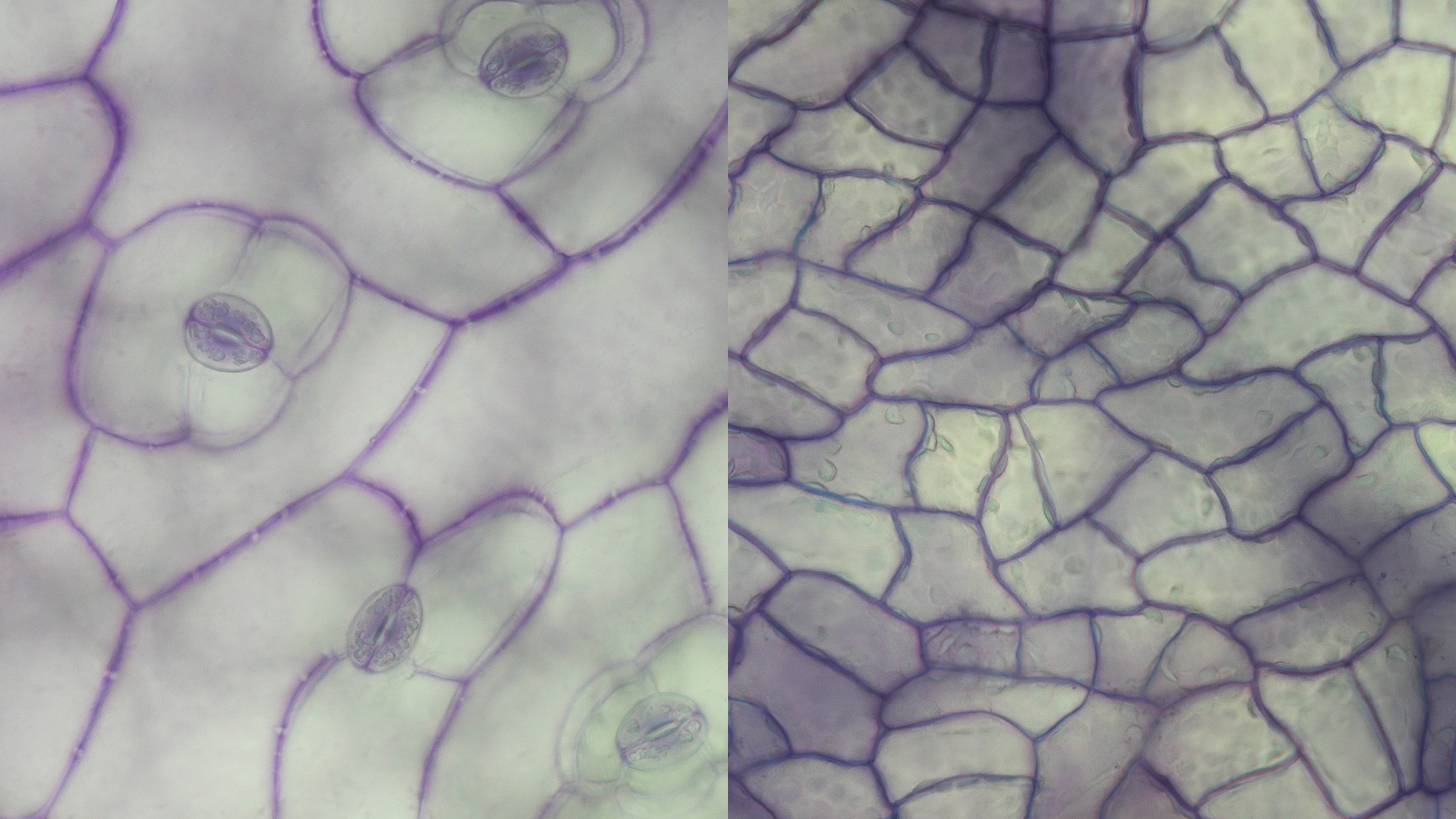 When grown on land, the amphibious plant Rorippa aquatica produces pores called stomata (left); but grown in water, it does not. Credit: Shuka Ikematsu.