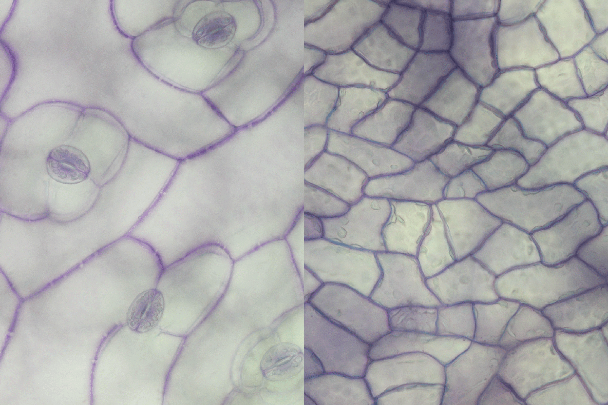 When grown on land, the amphibious plant Rorippa aquatica produces pores called stomata (left); but grown in water, it does not. Credit: Shuka Ikematsu.