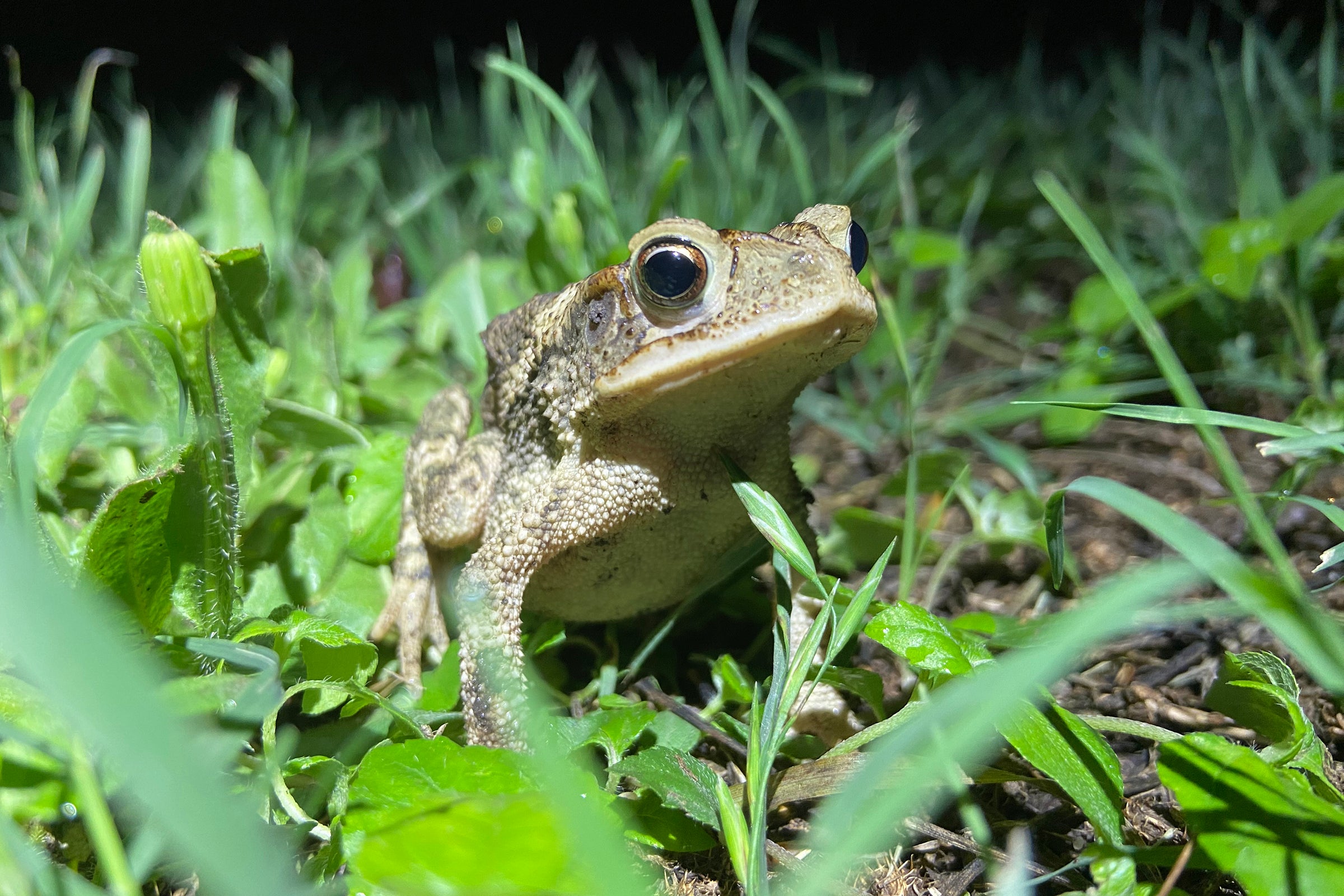 A toad in grass.
