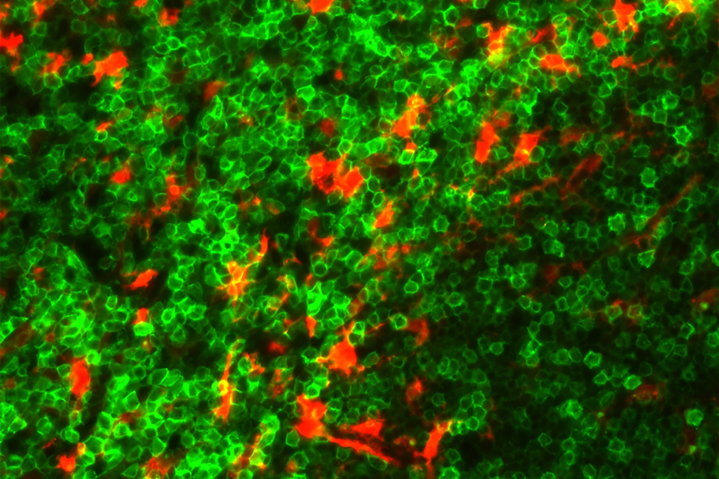 Green and red cells under a microscope