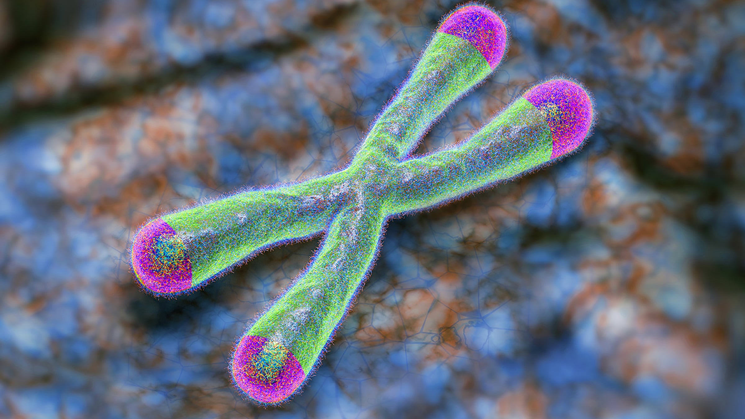 Illustration of a green, x-shaped chromosome with pink tips