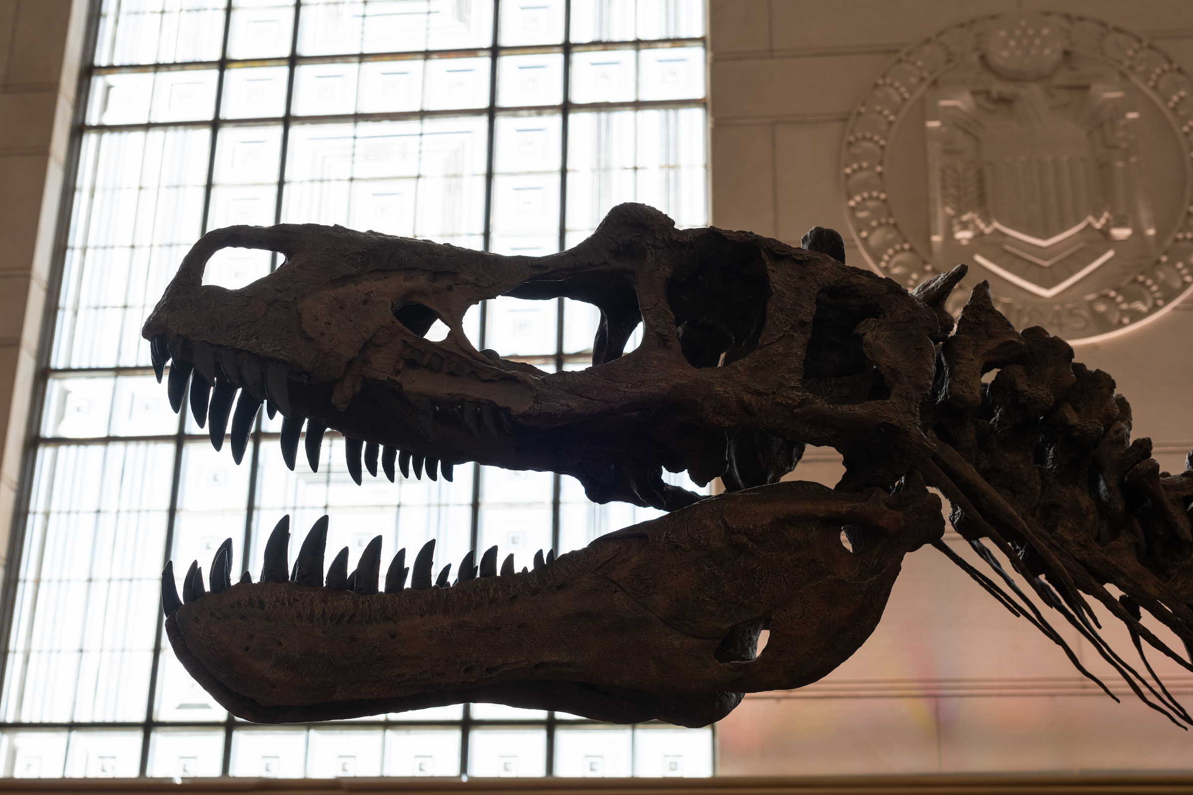 A tyrannosaur skull fossil in front of a window and a Texas seal inside a museum