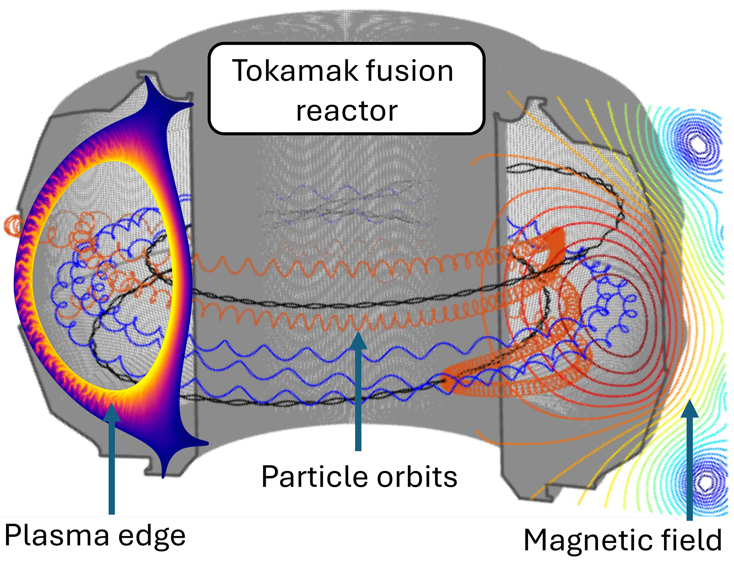 Illustration of the inside of a tokamak fusion reactor. Cross section of a donut-shaped container with the paths of particles moving through it marked with red and blue lines.