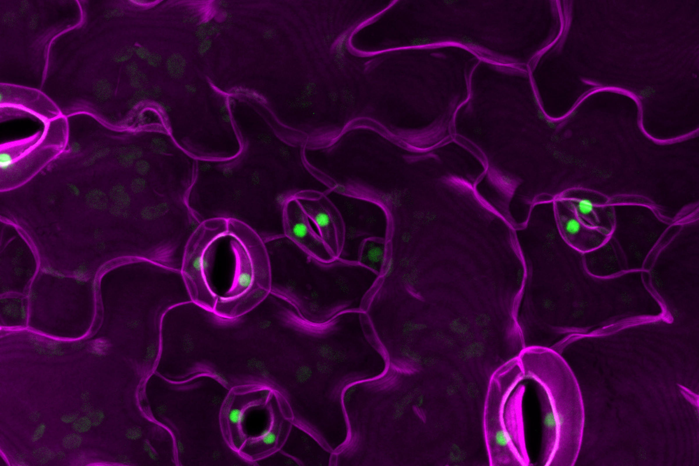 Microscopic imaging of stomata cells in plants. The cells are stained pink on a black background and look like tiny mouths.