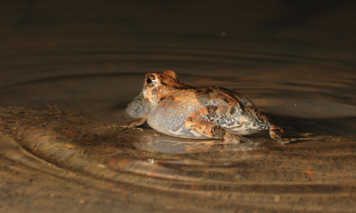 Ripples continue for several seconds after a male túngara frog has stopped calling. Credit: Ryan Taylor/Salisbury University.
