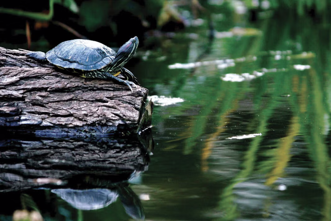 A turtle sits on a log at the edge of a pond