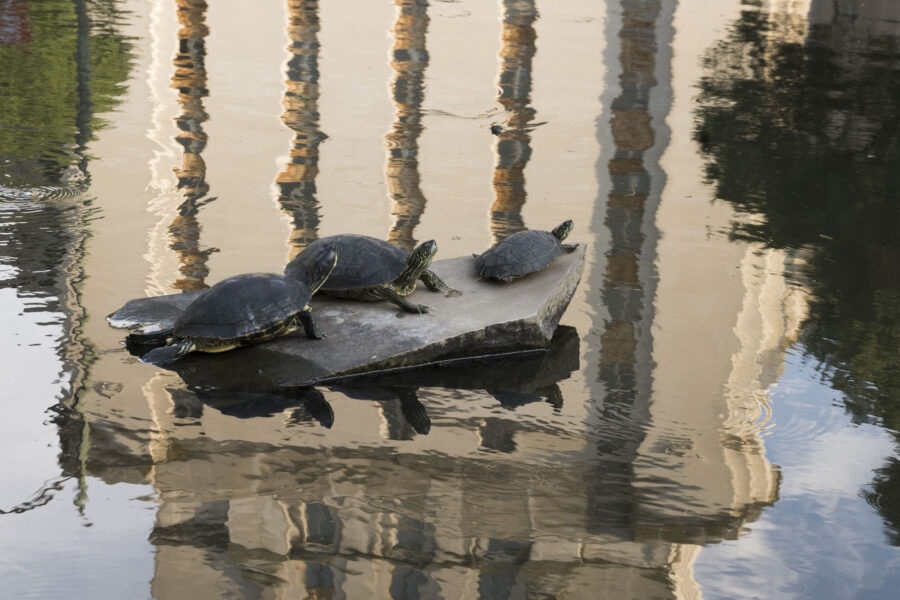 What Happens to the UT Turtles When it Gets Cold Outside?
