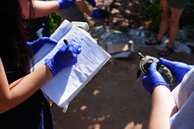 A student wearing protective gloves takes notes in a notebook, while another student also in gloves holds a turtle.