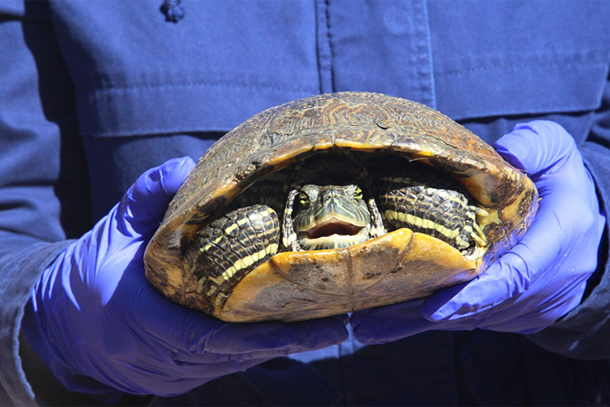 Turtle being held by a researcher wearing blue gloves.