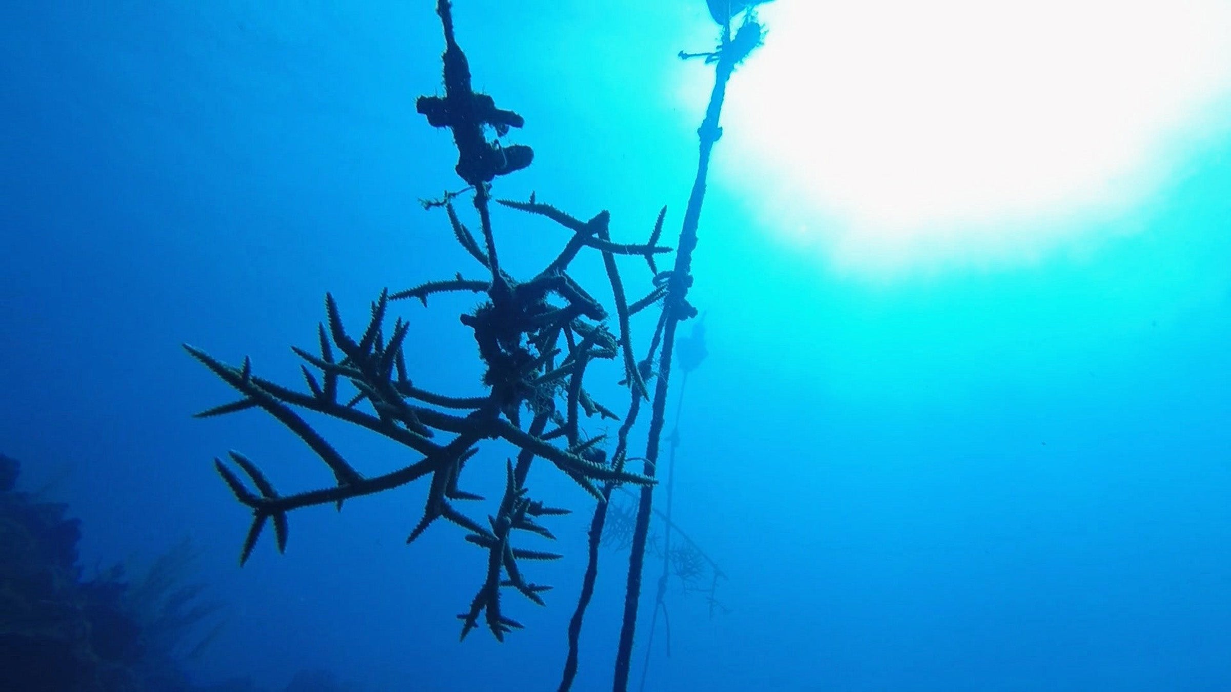 Coral deep underwater with dark blue sea and the sunlight just visible above