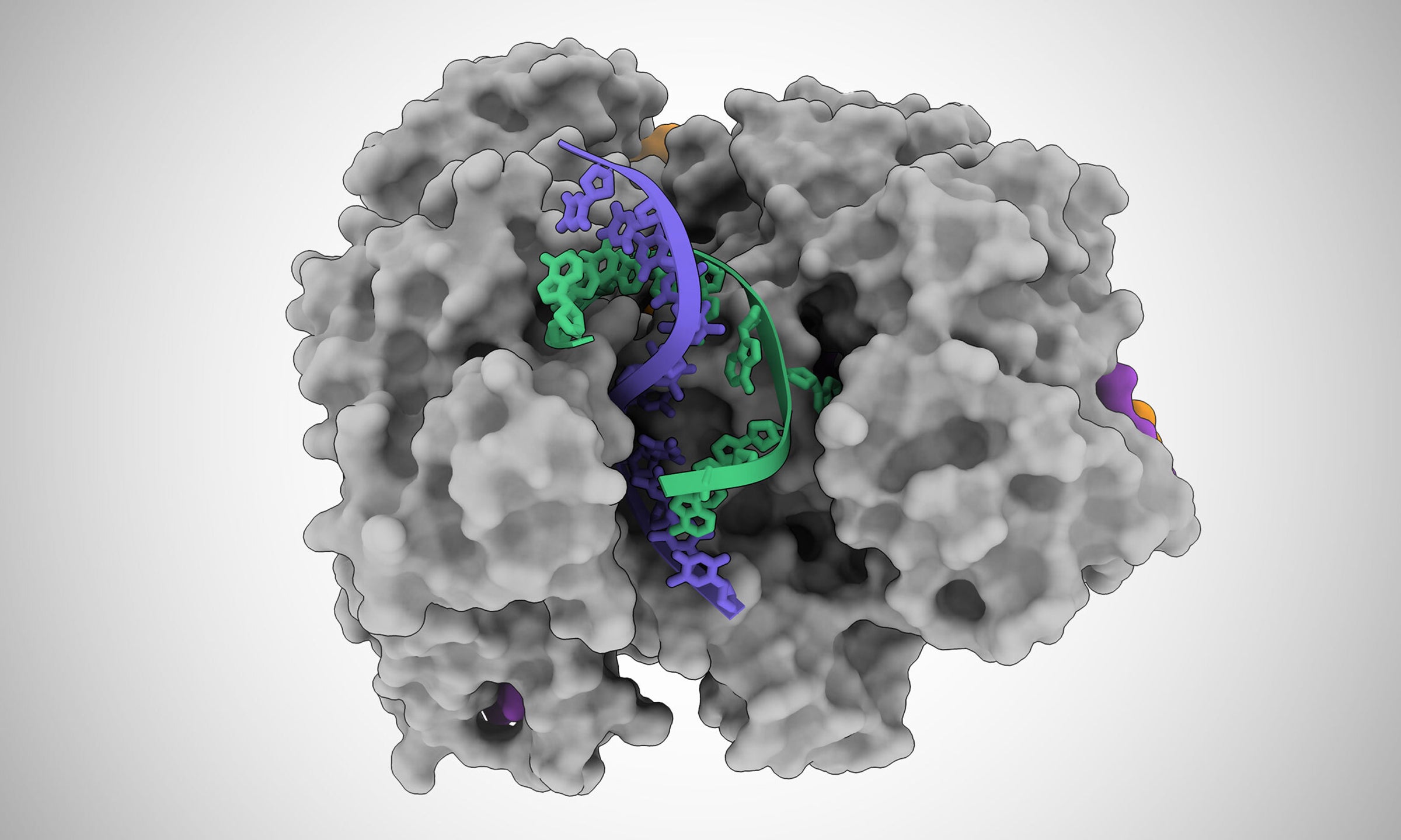 A protein holds open the two strands of a DNA double helix