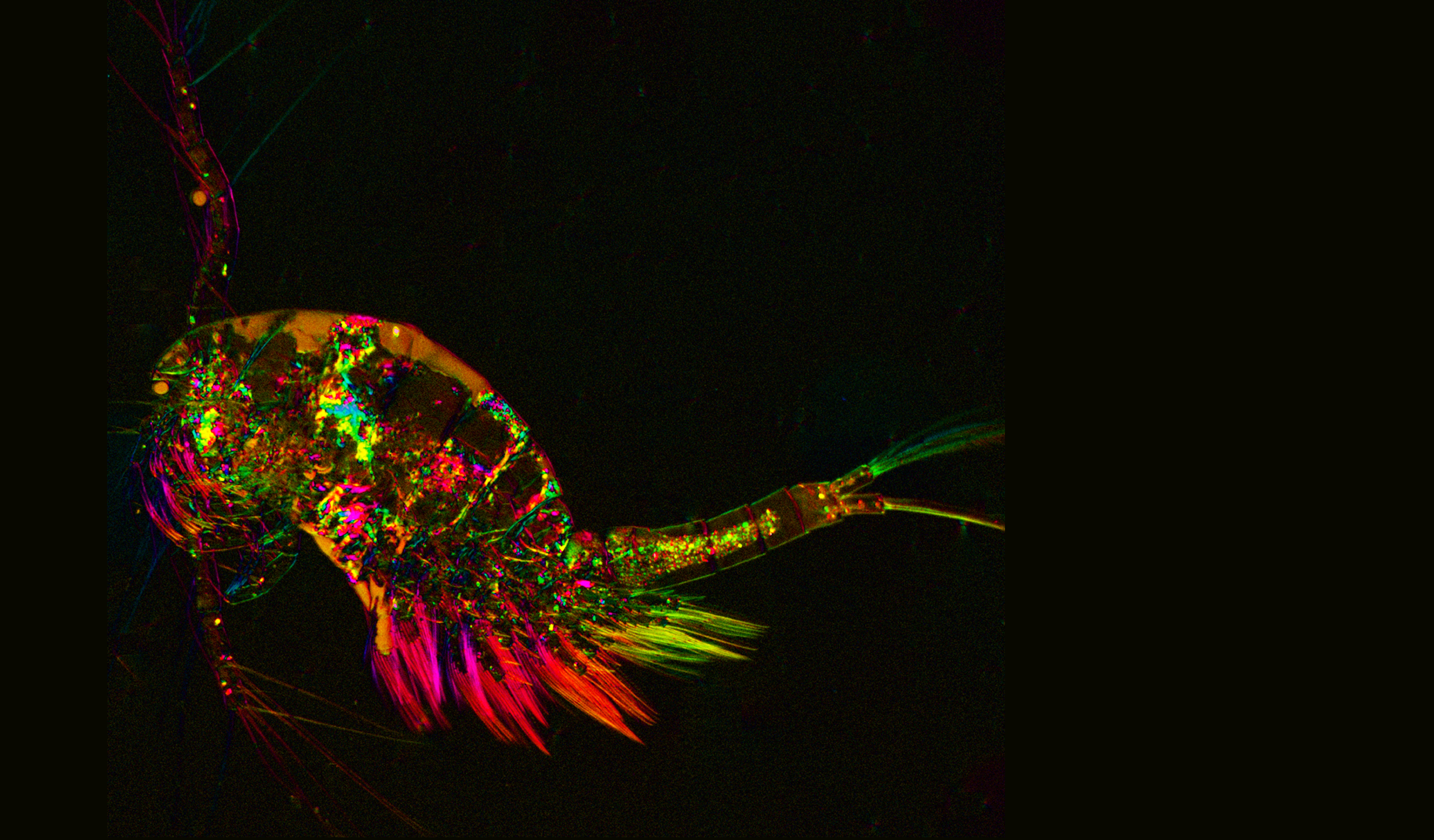 Polarized light microscopy image of a copepod