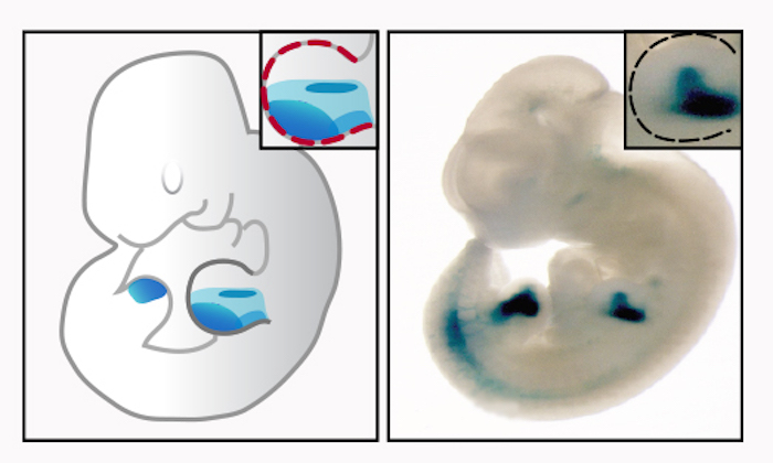 Artist illustration and magnified image of mouse embryo with blue sections of the embryo highlighted