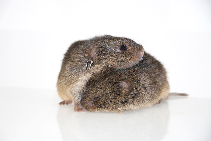 Two voles nestle close together against a white background