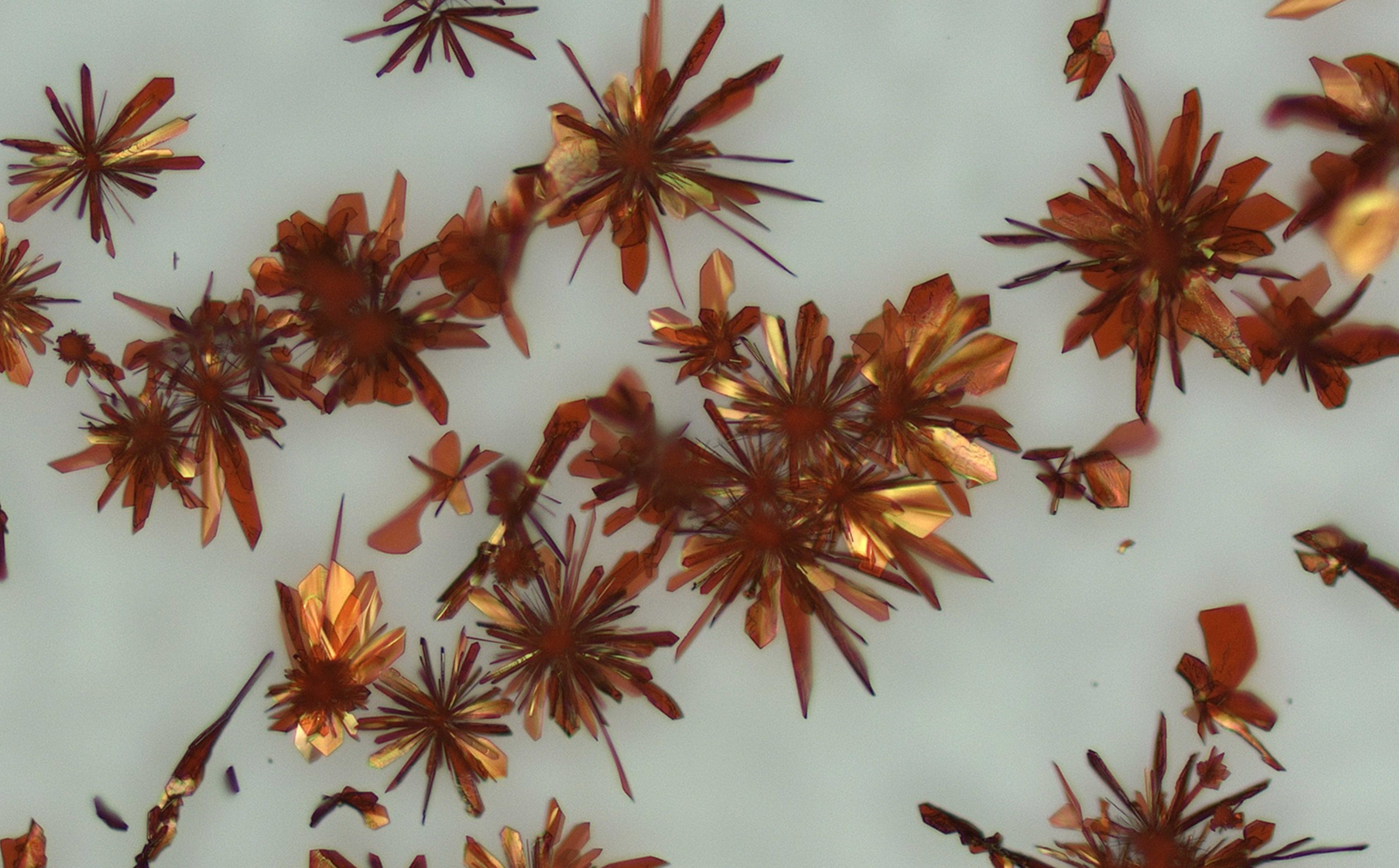 Dark red and gold crystalline flowers appear to bloom out of the off-white background.