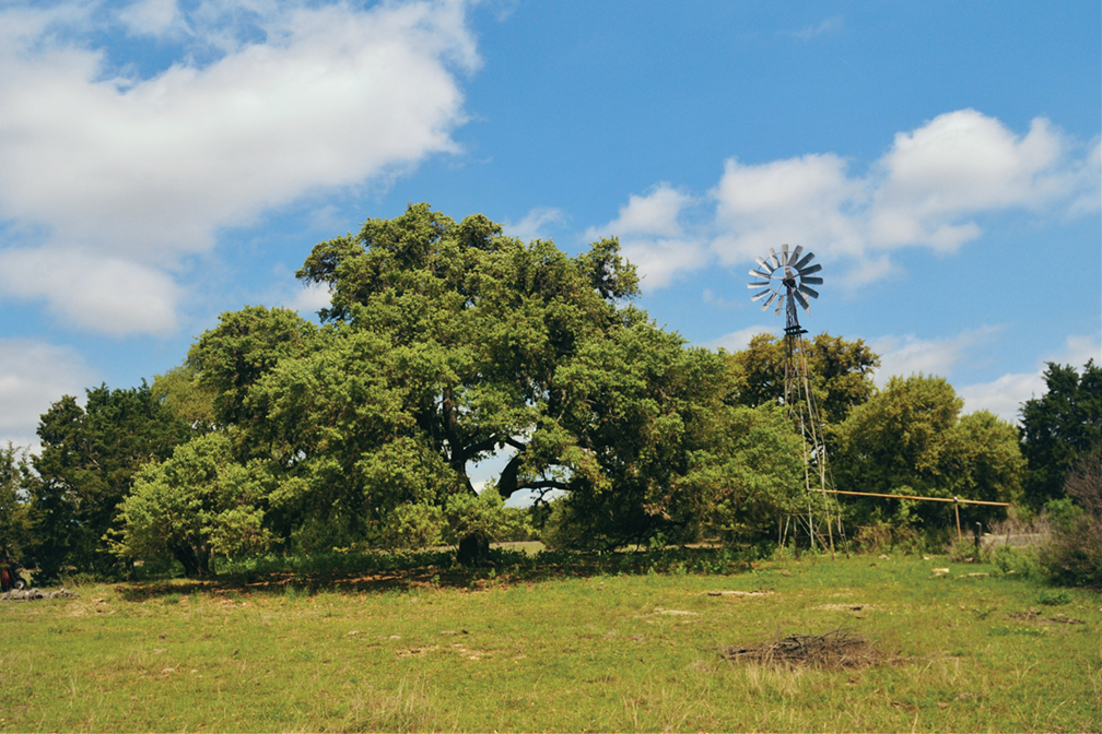 A live oak tree and windmill are prominent in a bucolic Texas scene as gentle clouds cross the sky.