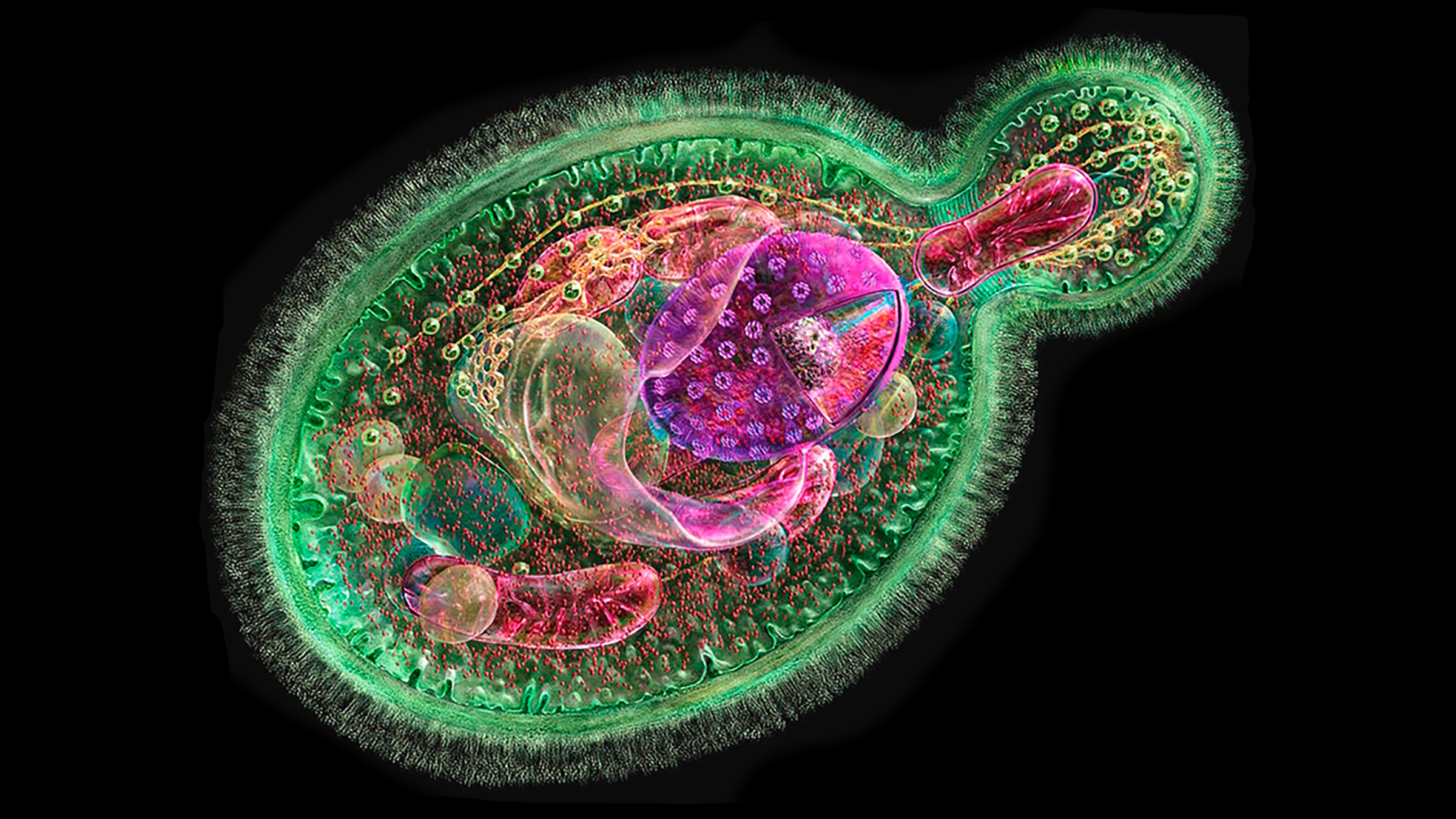 A microscope image of the internal features of a yeast cell