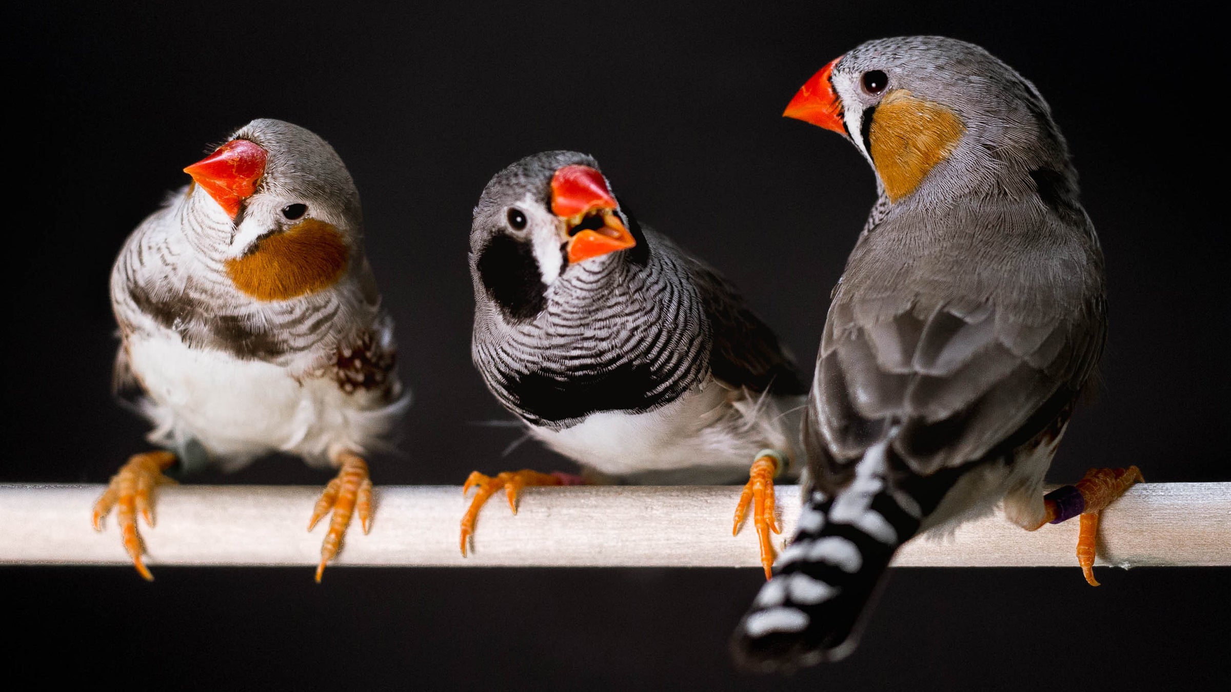 Three birds perched on a wooden rod. Their body feathers are white and black with white chests, brown cheek patches and reddish orange beaks.